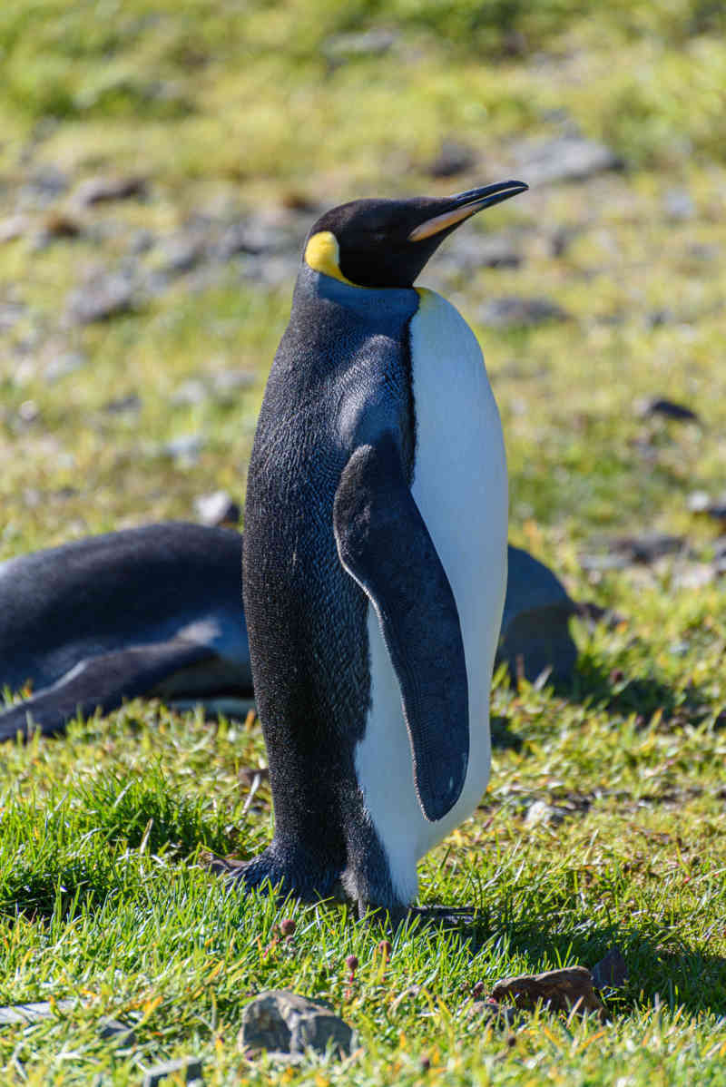 Pingüino Rey - islas Georgias del Sur 028.jpg